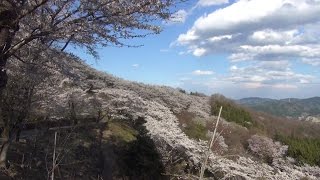 【旅動画】 群馬県藤岡市 桜山公園でお花見散歩