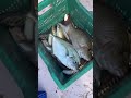 sunday spl fish 🎣 gt fish and velai meen live fish 🎣 india tamilnadu 🇮🇳