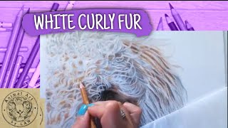 How to Draw White Curly Fur using Colored Pencils  - Tutorial