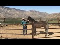 Roping Chinaco - Front Feet Pt 1