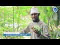 HUU NDIO MTI WA MLONGE UNAO TIBU NGUVU ZA KIUME |KISUKARI |PRESHA |SHEIKH YUSSUF BIN ALLY