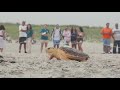 Releasing Wade The Rescued Sea Turtle with New York Marine Rescue Center