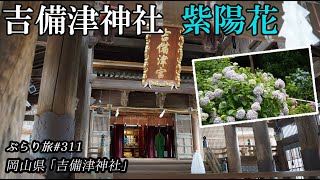 【2022年あじさい】ぶらり旅 第311回 「岡山県：吉備津神社」-hydrangea,Kibitsu Shrine,紫陽花,神社-