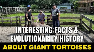Giant tortoise Evolution￼ & Facts