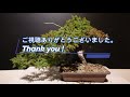 真柏 食い込んだ針金を外して針金掛け。chinese juniper. 2021.11.27