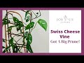 SWISS CHEESE VINE PRUNING: HOW TO MAKE A MONSTERA ADANSONII FULLER