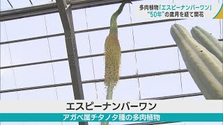 50年の歳月を経て開花　数十年に一度花を咲かせる多肉植物「エスピーナンバーワン」　見ると幸せになれるという言い伝えも／青森・平内町