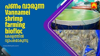 Vannamei shrimp farming biofloc | വനാമി ചെമ്മിൻ കൃഷി കേരളത്തിൽ വ്യാപകമാകുന്നു