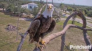 Unique breakfast! Dad, stranger and heroic E22 / 10:32 / 2023.04.27 / Southwest Florida Eagle Cam 1