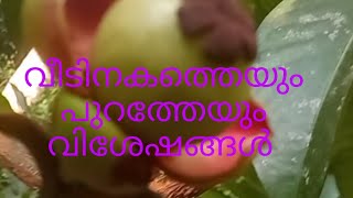 ഇതാ ഒരു പഴമയുടെ രുചിക്കൂട്ട് ചക്കയും, ആട്ടു വെളിച്ചെണ്ണയും 👌