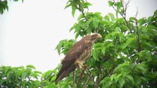 サシバ（2）鳴き交わす（国頭村楚巣） - Grey-faced buzzard - Wild Bird - 野鳥 動画図鑑