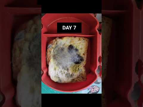 Is bread Mould autotrophic Saprophytic or parasitic?