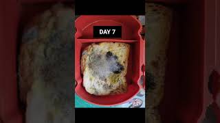 Growth Of Mould {Fungus} On Bread