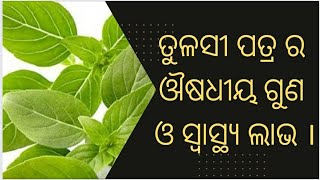 ତୁଳସୀ ପତ୍ର ର ଉପକାରିତା, ଔଷଧୀୟ ଗୁଣ ଓ ସ୍ବାସ୍ଥ୍ୟ ଲାଭ#HealthBenefits//of//Basil#SriAstrology#Tulsi