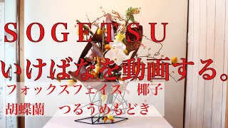 嶋直香生け花を動画する。No.374