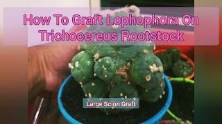 How To Graft Lophophora On Trichochereus Rootstock #Cactusgraft #Lophophora #Trichocereus #Cactus