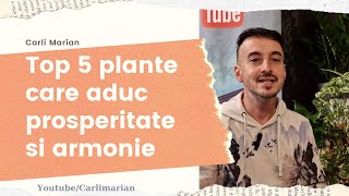 Top 5 plante pentru prosperitate si armonie