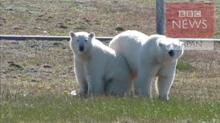 【BBC】 ホッキョクグマに取り囲まれ　ロシア北端の科学者たち