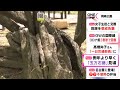 甘い花の香り漂う…岡崎公園で名物『五万石藤』が見頃迎える 1300mの藤棚に樹齢120年超のものも