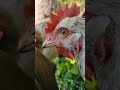 【鶏日記】ジャイアンユキを見つめるクロとシロ 鶏 鶏日記 にわとり ニワトリ poules hens