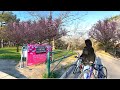 Cherry Blossoms Burst into Bloom at High Park Toronto || Sakura Hanami Toronto