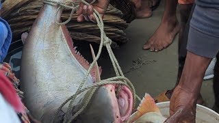 পদ্মার ঘোলা পানি টাটকা পাঙ্গাস। Fishing and Selling