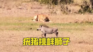 The warthog deliberately provoked the lion, and the lion was chased madly!