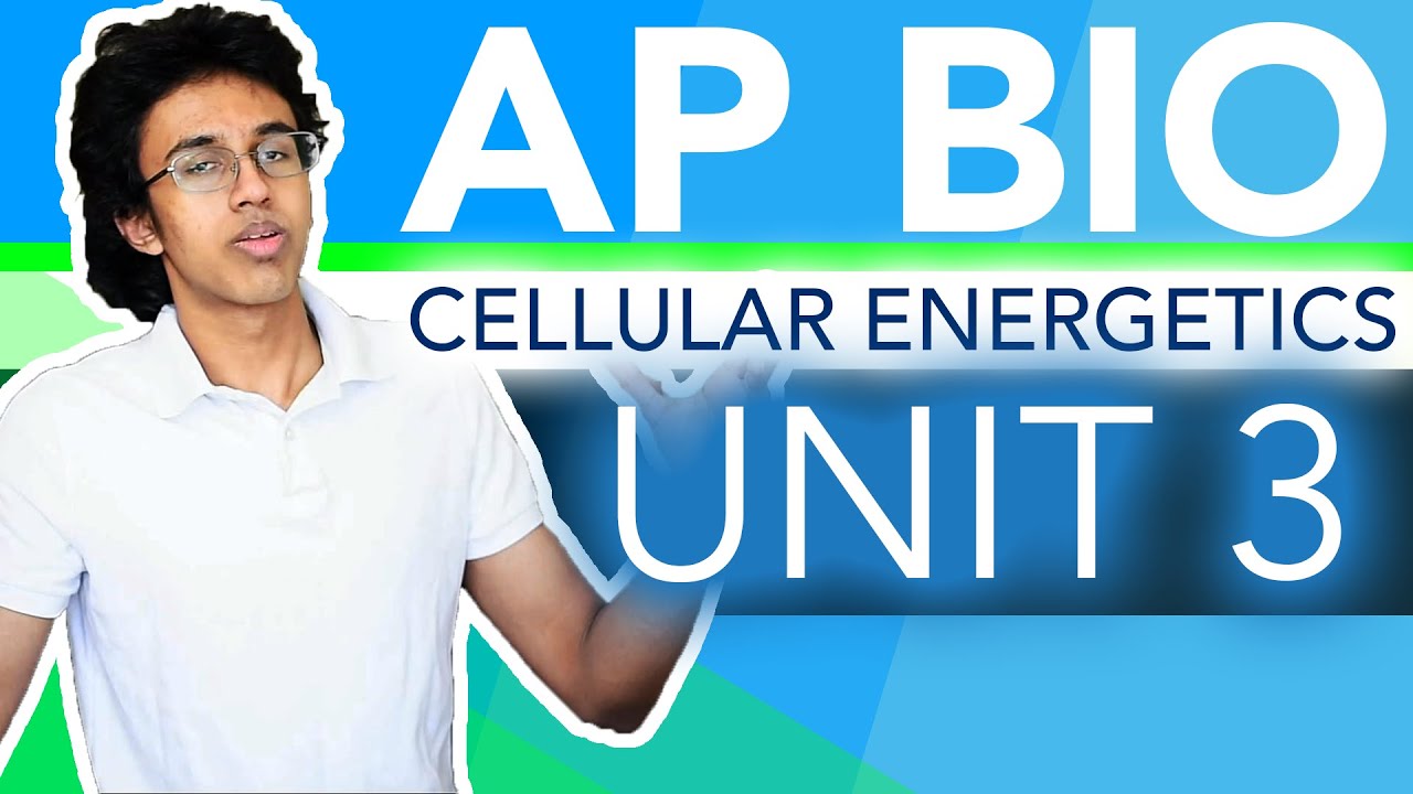 AP Biology Unit 3 Crash Course: Cellular Energetics! - YouTube