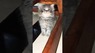 അവൻ്റെ ആ നോട്ടം കണ്ടില്ലേ😍😺 ♥️😺 😍#shortsfeed #shorts #youtubeshort #cat #catlover #trending #cute