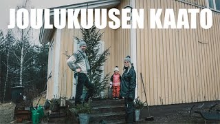 JOULUKUUSEN KAATO JA KUISTIN TUUNAUS | MAATILAVLOGI | FINNISH HOMESTEAD