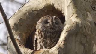 WALDKAUZ  TAWNY OWL