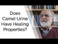 Does Camel Urine Have Healing Properties? Did the Prophet recommend it?|Prof.Mikail Bayram