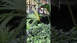 Indoor plants at Victoria Quarter Leeds, West Yorkshire, England