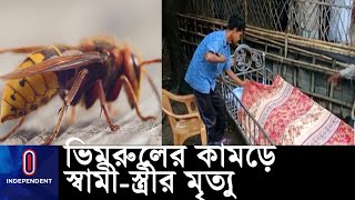 ভিমরুলের কামড়ে বিষক্রিয়ায় প্রাণ গেল স্বামী-স্ত্রীর ।। Habiganj Incident