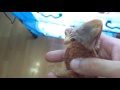 逆鱗鬆獅蜥 dunner bearded dragon