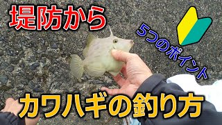 【初心者向け】堤防からのカワハギの釣り方