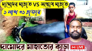 দামোদর মাহাতোর কাড়া সরাসরি দেখুন 🔥🔥Damodar Mahato kara larai🔥🔥 barabhum express