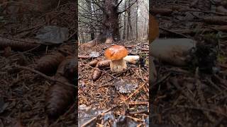 Boletus edulis, Porcino/Cep/Bolet #shorts #new #trending #foryou #nature #forest #boletus  #mushroom