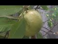 Harvesting guava from terrace garden