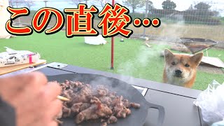 A hungry puppy was attracted by the smell of meat and gobbled down the smoke.