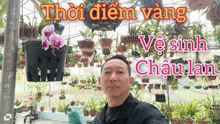 Thời điểm nên làm ngay: Vệ sinh chậu lan