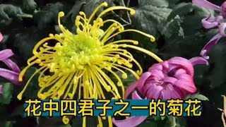 花中四君子之一的菊花雄之花