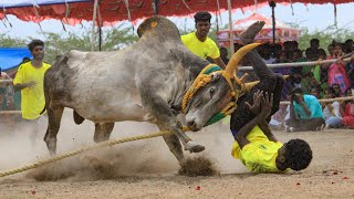 தேவன்பெருமாள்பட்டி மந்தைகருப்பானசாமி கோவில் காளை VS மத்தம் மேலநாடு வல்லாளப்பட்டி நொண்டி சாமி குழு