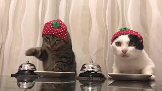 Waiter! Bring Me Food | Cat Ring The Bell For Food | Funny Cat Videos 2022 | Cute Animals Yt #shorts
