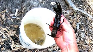 INSANE yabbying, the best yabbying I have had for many years