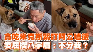 貪吃米克斯緊盯阿公嗑飯　委屈擠八字眉：不分我？｜寵物動物｜吃飯｜精選影片