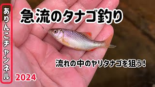 ２０２４.０４.０７タナゴ釣り②