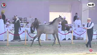 N 65 AFKAR AL BAHYA   Al Dhafrah Arabian Horse Championship 2023   Yearling Fillies Class 1C