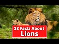 28 Facts About Lions | Global Facts