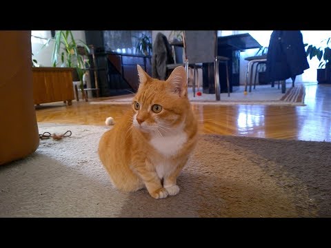 How to Keep Your Cat Entertained While You're Out of the House How to Keep Your Cat Entertained While You're Out of the House